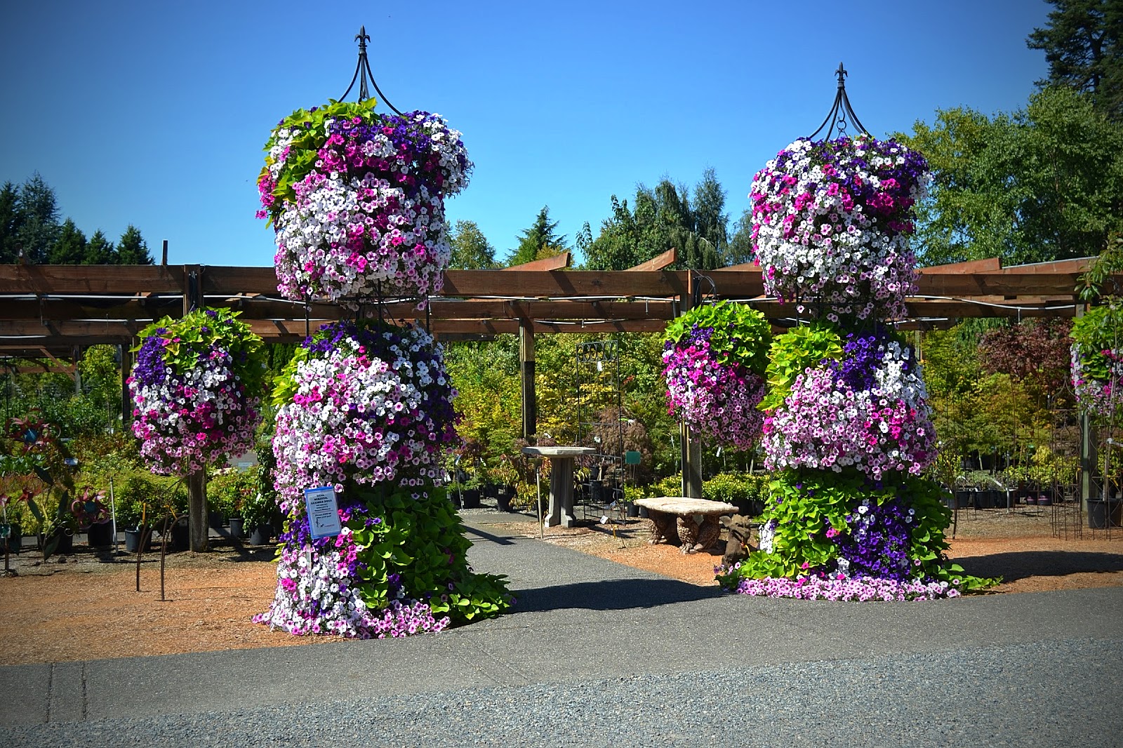 The Outlaw Gardener More Retail Therapy at Vassey Nursery