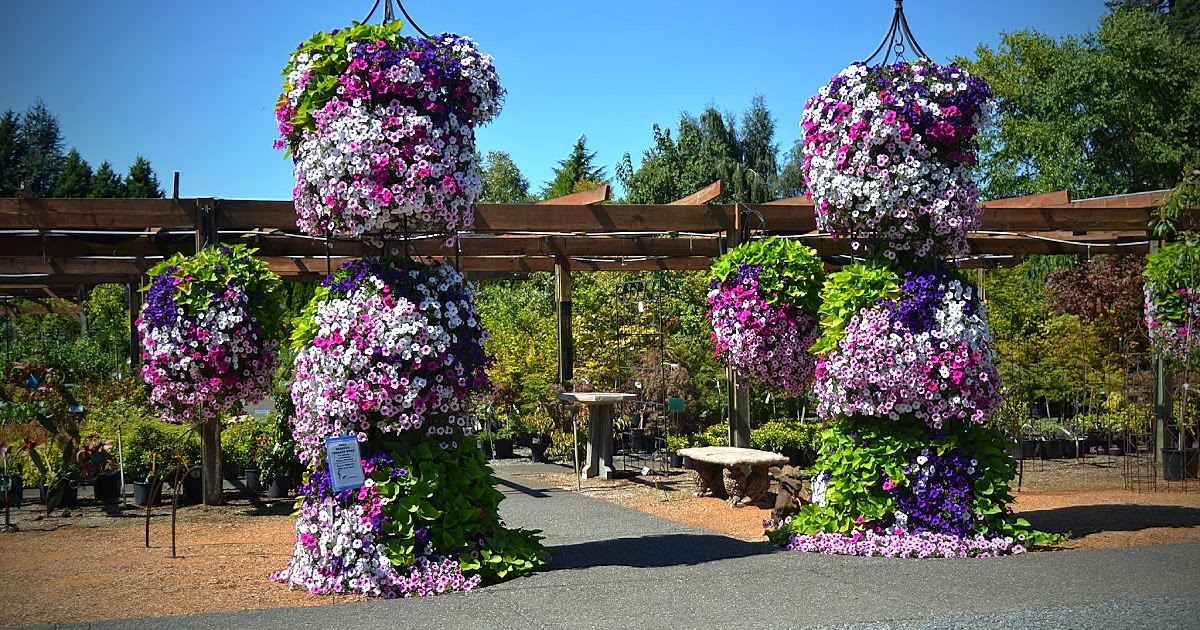 The Outlaw Gardener More Retail Therapy at Vassey Nursery
