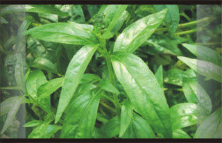Daun Sambiloto