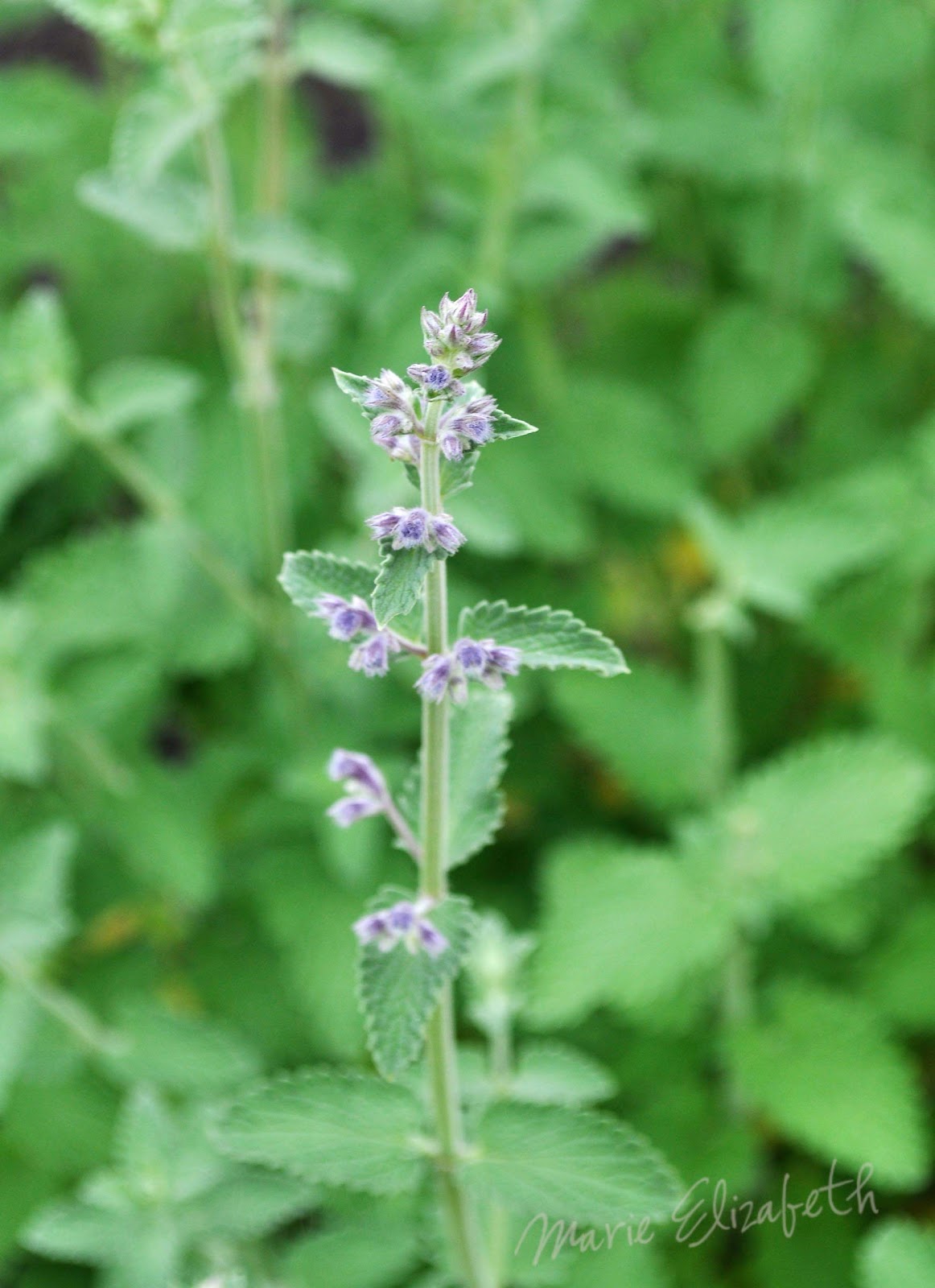 The Places I go... Macro mint blooms