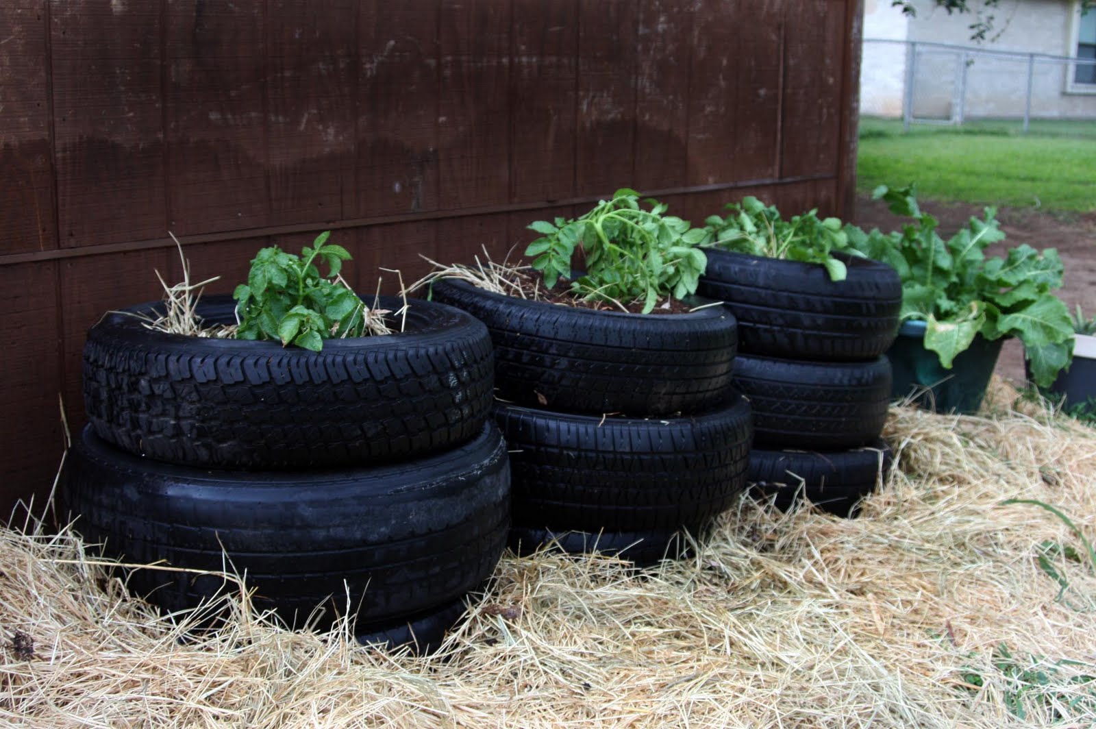 Growing potatoes in a tire Survival Angel