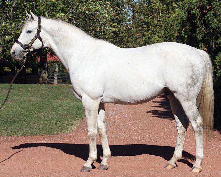 TAPIT EL MAS COTISADO DE LOS PARRILLOS HOY POR HOY A NIVEL MUNDIAL