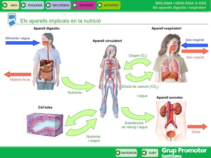 LA NUTRICIÓ