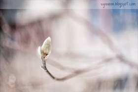 Spring buds | Wynn Anne's Meanderings