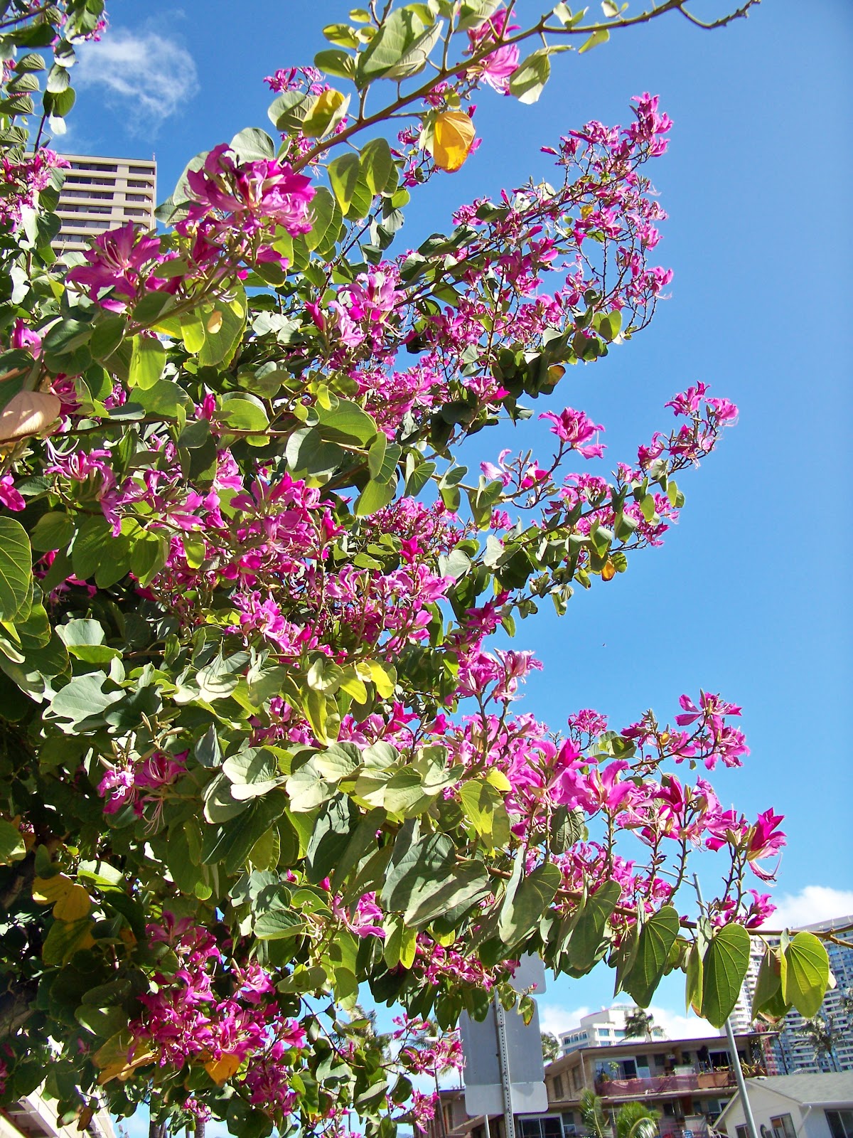 Aloha Hawaiian Flowers Photos of The Hong Kong Orchid Tree, Bauhinia