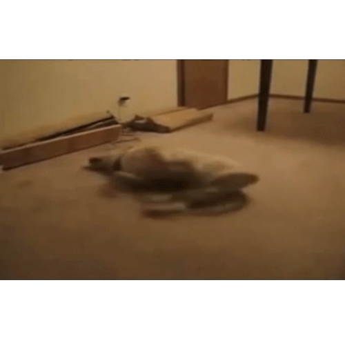 NL Art Animated GIFs 2013