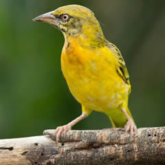 Weaver Bird