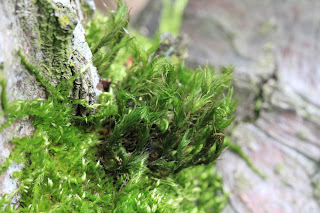 Moss on a Pear Tree