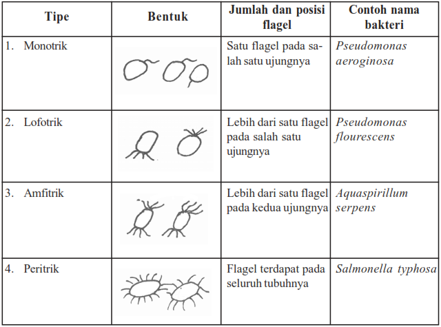 Makalah Tentang Bakteri Gudang Ilmu Kita