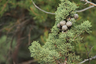 Cupressus arizonica – Arizona Cypress Cones 