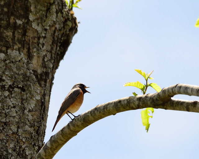 SEO/BirdLife, Grupo Local SEO-Sevilla. Excursión a Castaño del Robledo y Nacimiento del Odiel, 2 de mayo de 2015