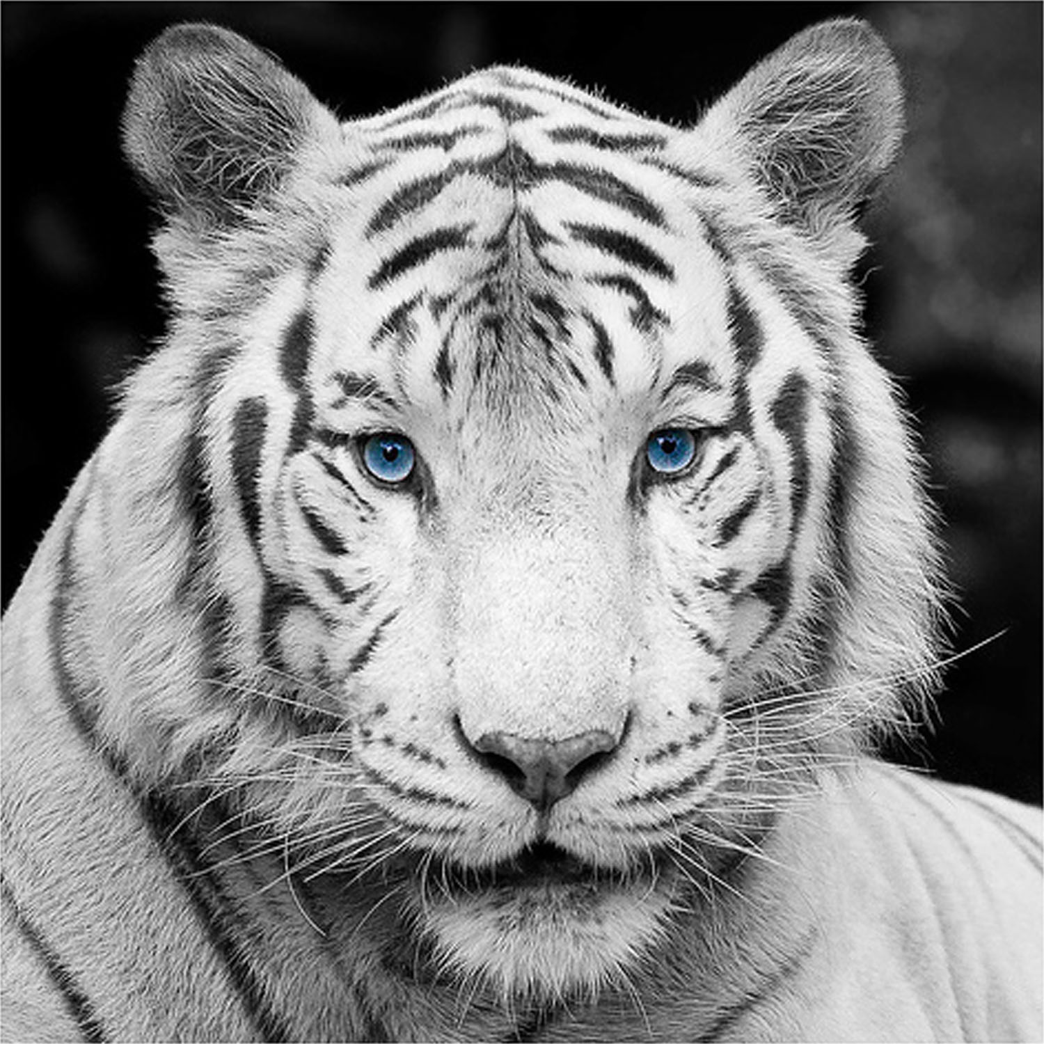 baby white tigers in snow with blue eyes