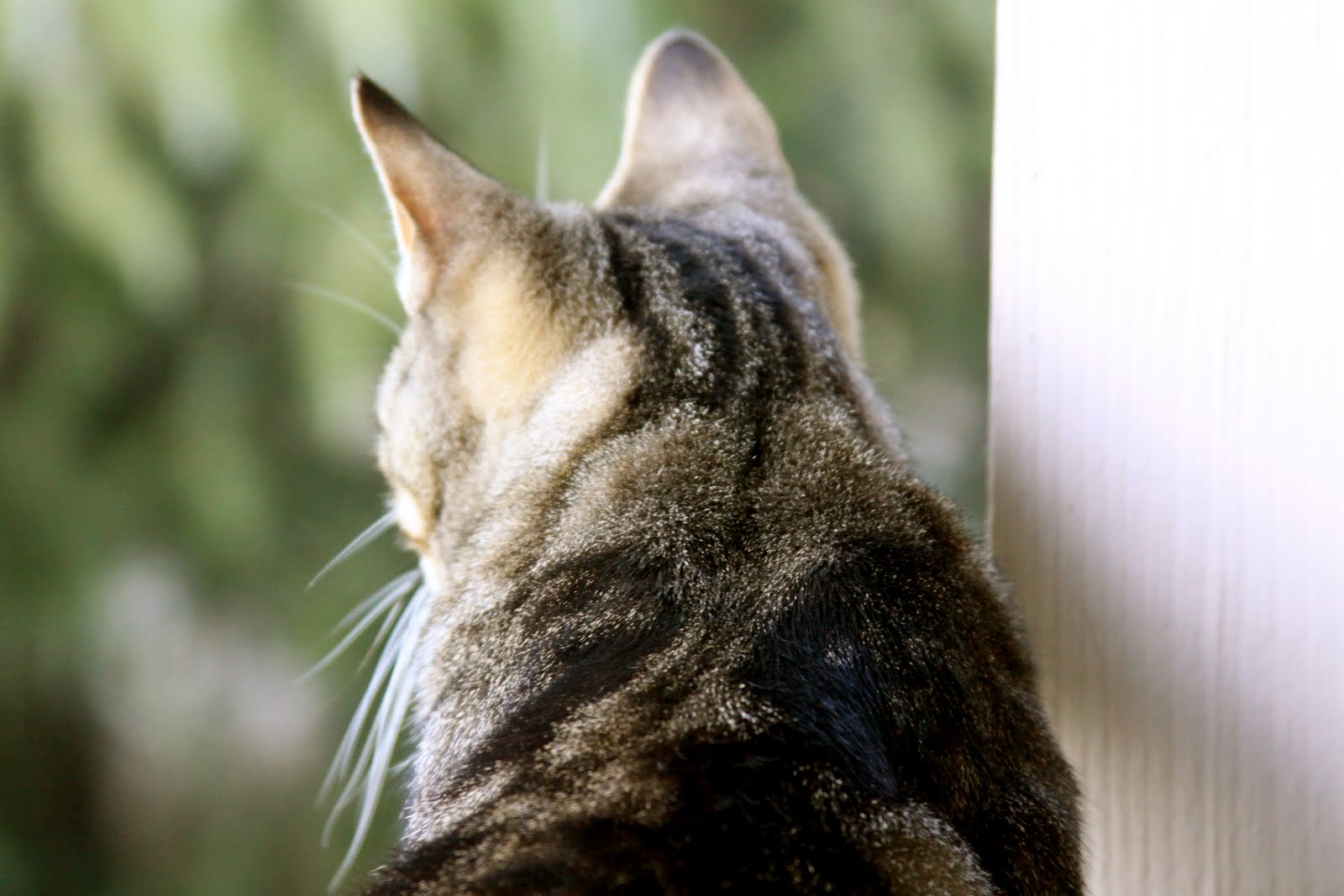 Homestead Revival Barn Cats