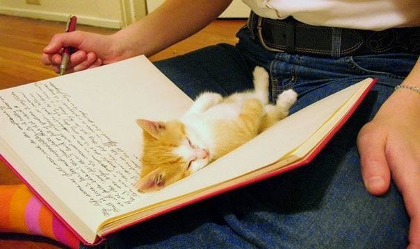 Как коты читают книги (10 фото)