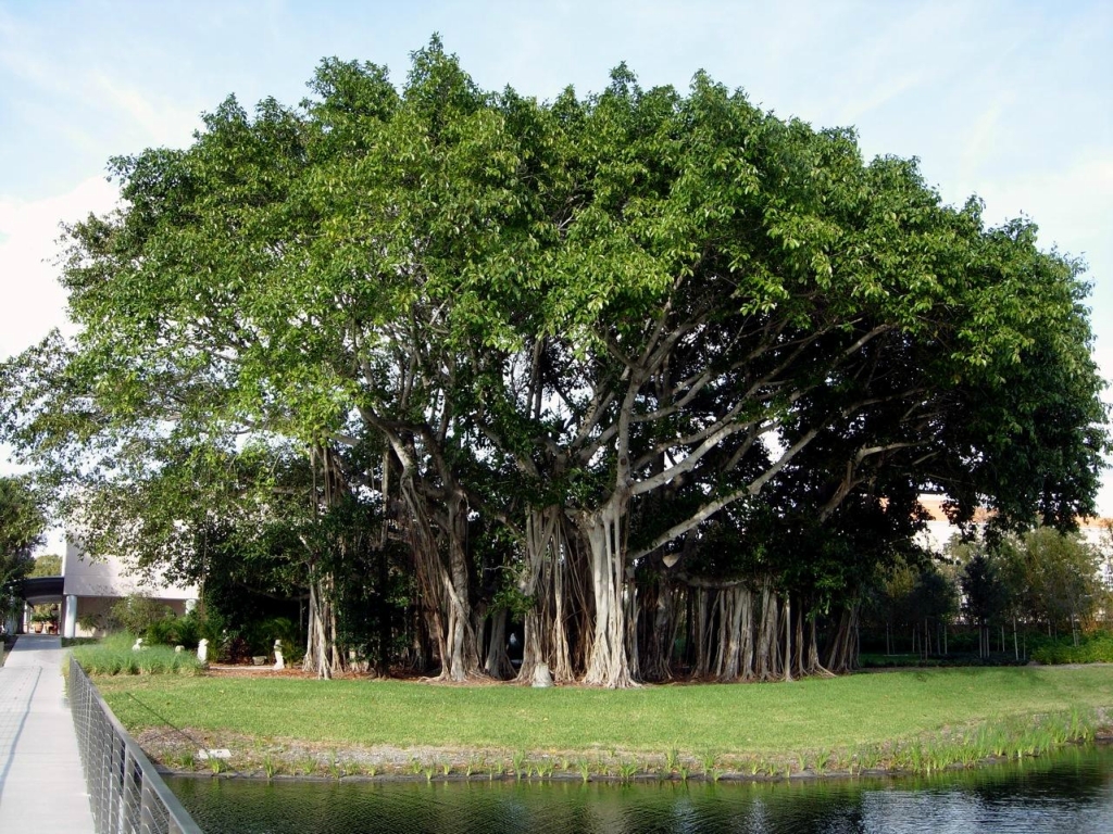 Los 10 árboles más impactantes del mundo Arbol+nacional+de+la+india,+banyan+(1)