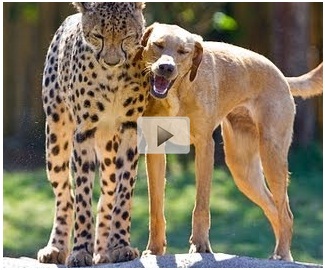 Awesome animals blog Awesome animals blog