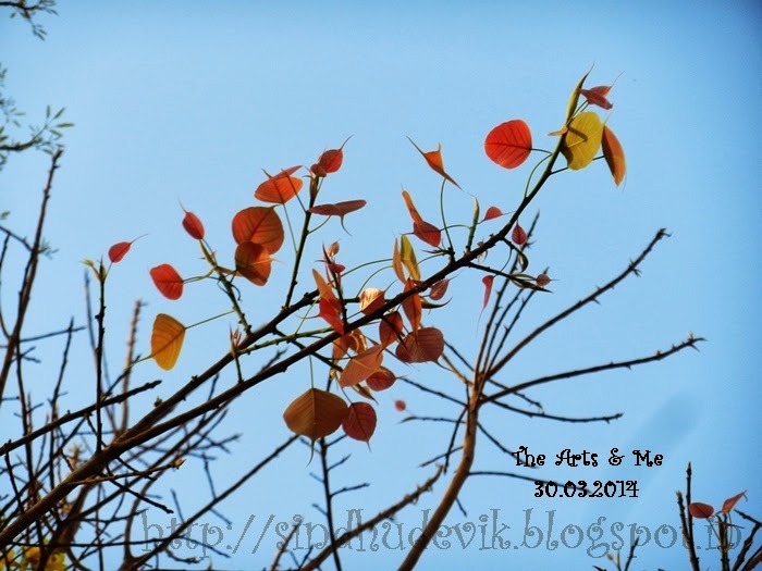 Spring in Aditi Garden, Magarpatta Inner Circle, Pune.