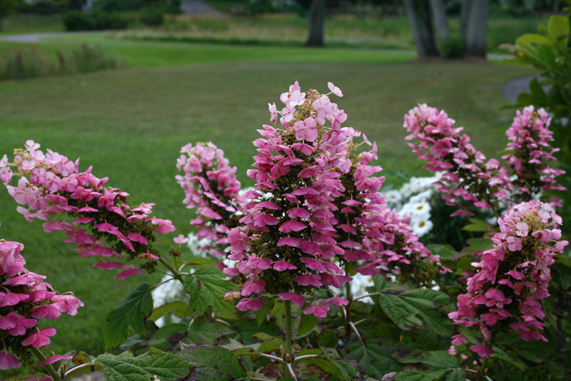 Proven Winners Colorchoice Plant Of The Week August 2015