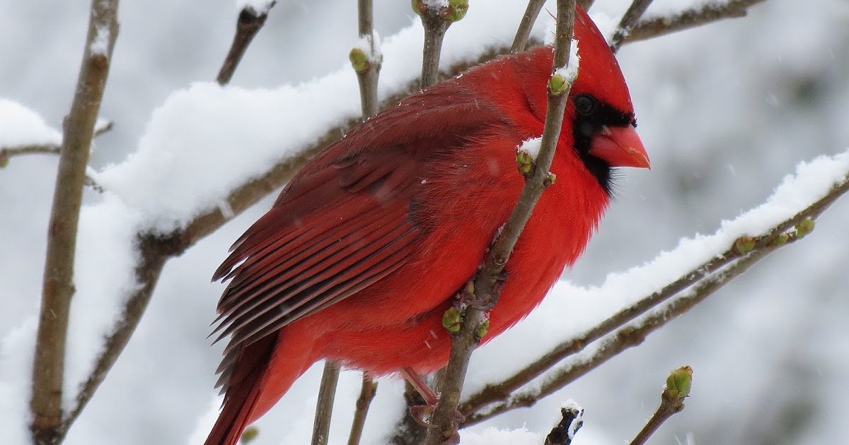 wild birds unlimited photo share close up with the cardinal wild birds unlimited photo share close up with the cardinal