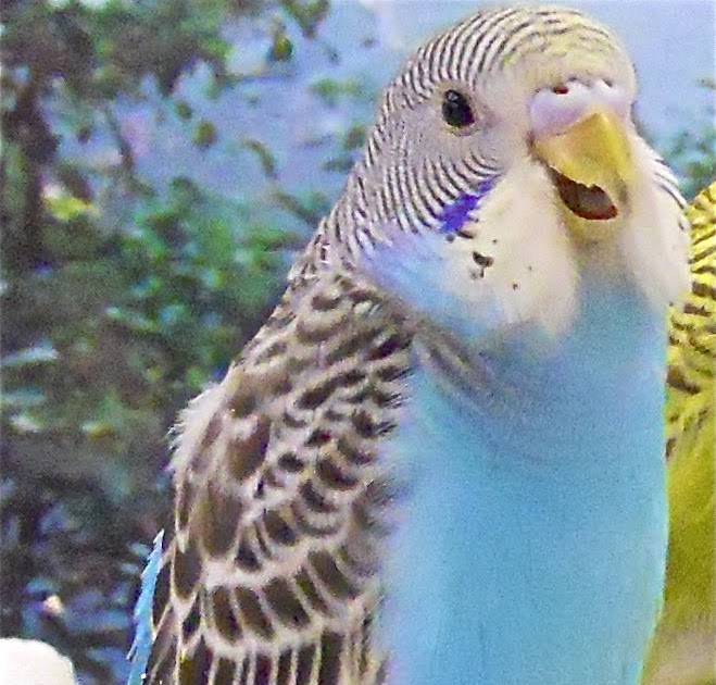Budgies are Awesome Budgies and their love for Eucalypt Trees