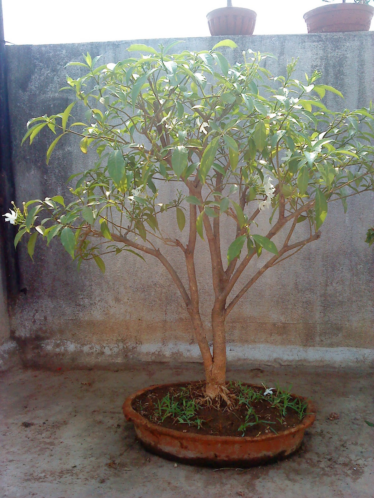 Indian Bonsai Other bonsai's in progress