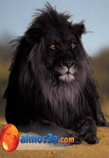 الاسد الاسود فصيلة نادرة جدا من الاسود تعرف عليها  Photoshopped-black-lion+copy
