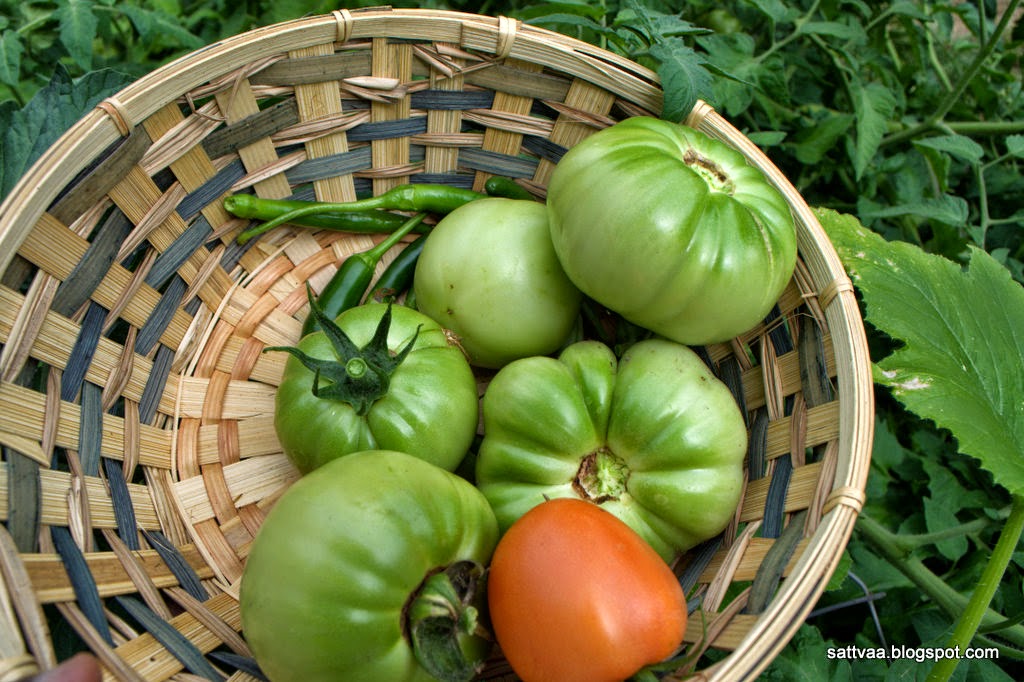 Sattvaa Green tomato chutney a North Karnataka specialty fit for a
