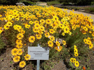 Kirstenbosch Botanical Garden.