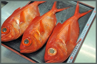 Noka - Kinmedai, also known as golden eye snapper, is delicious in winter,  but it is said that the best time for kinmedai is actually in spring,  before laying their eggs. Some