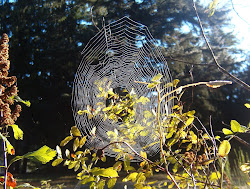 An Early Morning Cobweb