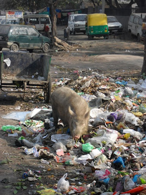 свинья и мусор на улице Дели