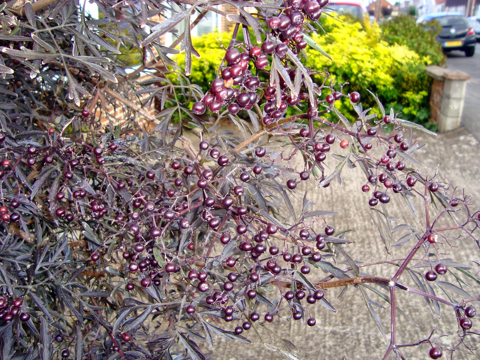 Watercolour Florals Elderberries Limited Palette