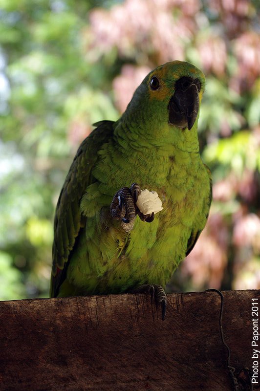 Птицы в фотографиях из путешествий
