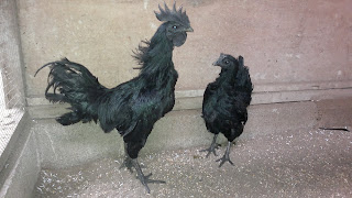Pahlawan Hitam ini adalah Ayam cemani anak kpd cemani asal yang kami