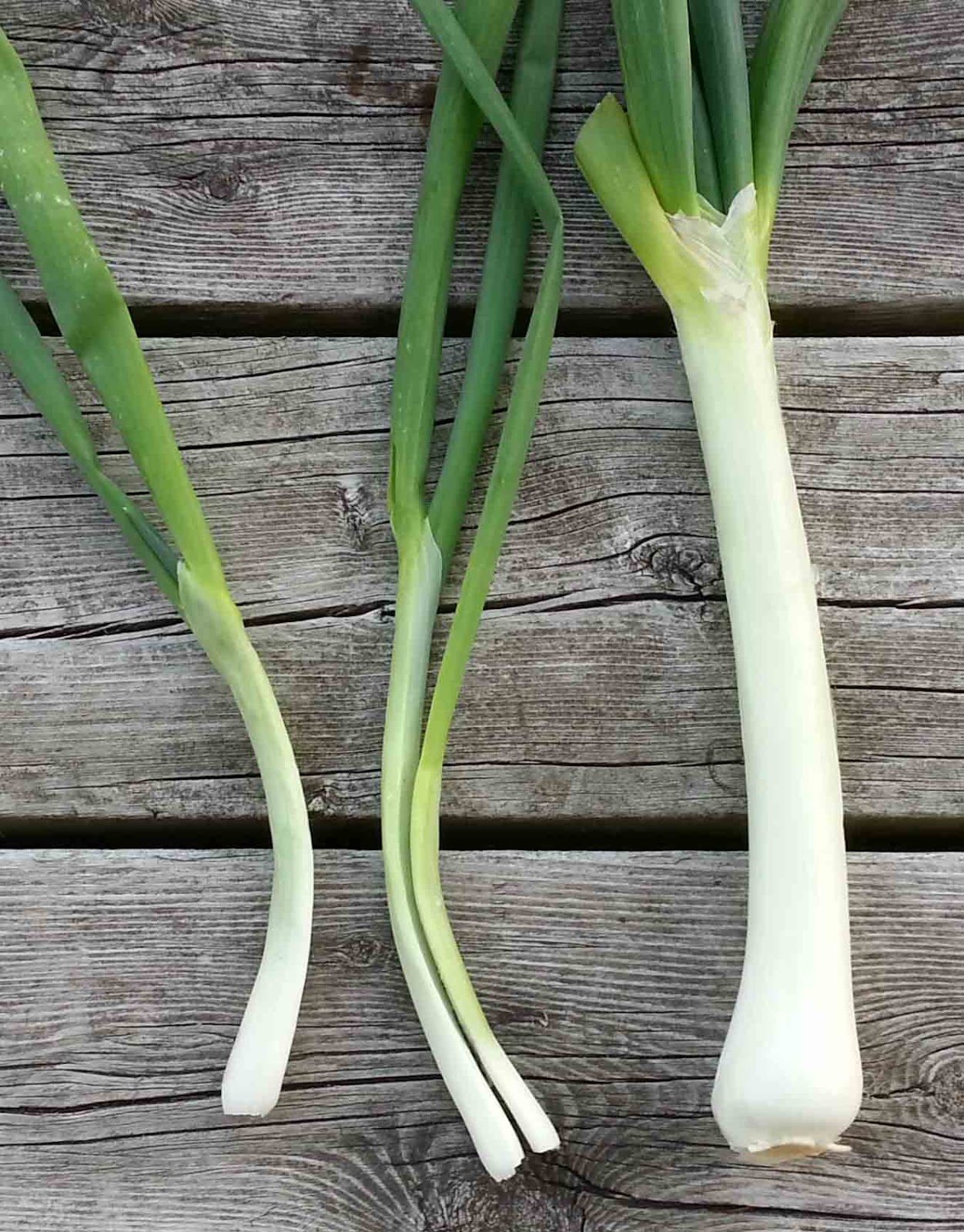 The Gardening Me End of Season Review Onions & Leeks