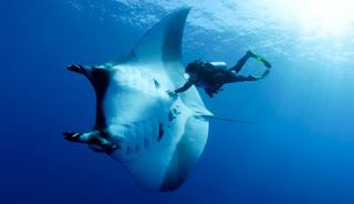 manta ray with diver