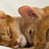 Treatment of HCM disease in Cats