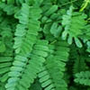 Daun Saga Obat Sariawan Alami