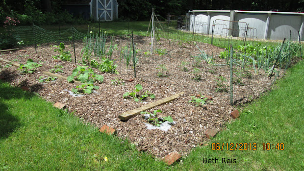nodding onion gardens mulching