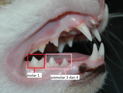 Menulis Catatan Menghitung Umur Kucing Dan Anjing