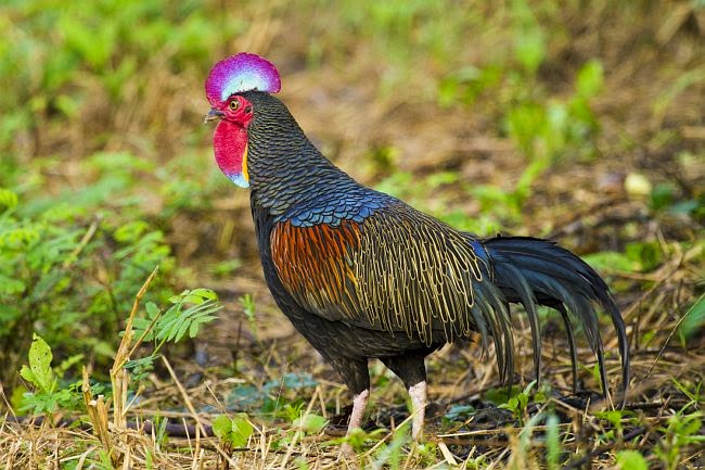 Fakta Dan Keunikan Ayam Hutan Hijau Dhanyinfo Com