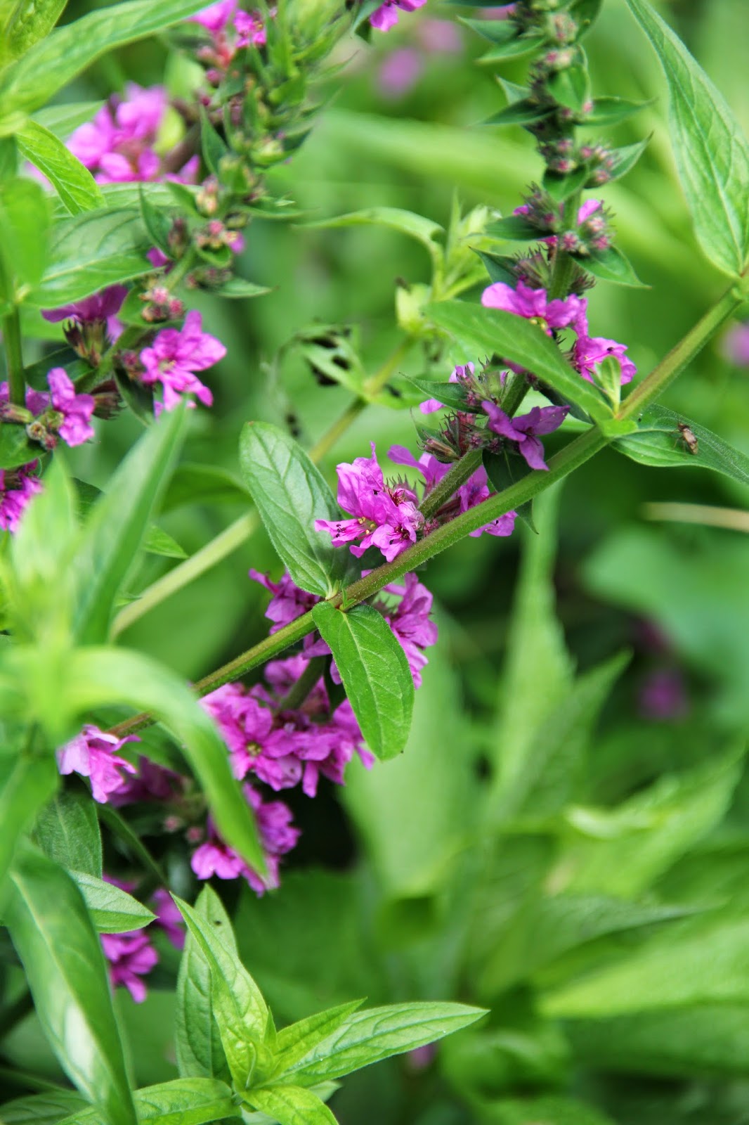 Square Stem Plant With Purple Flowers Best Flower Site