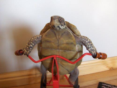 Awesome animals in extreme sports (30 pics, 2 videos ...