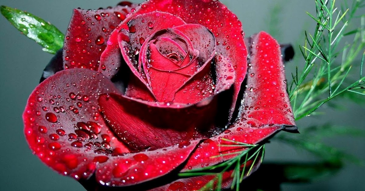 bosje bloemen plaatjes hd rozen achtergronden en foto s mooie leuke bosje bloemen plaatjes hd rozen achtergronden en foto s mooie leuke