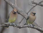 Cedar Waxwings