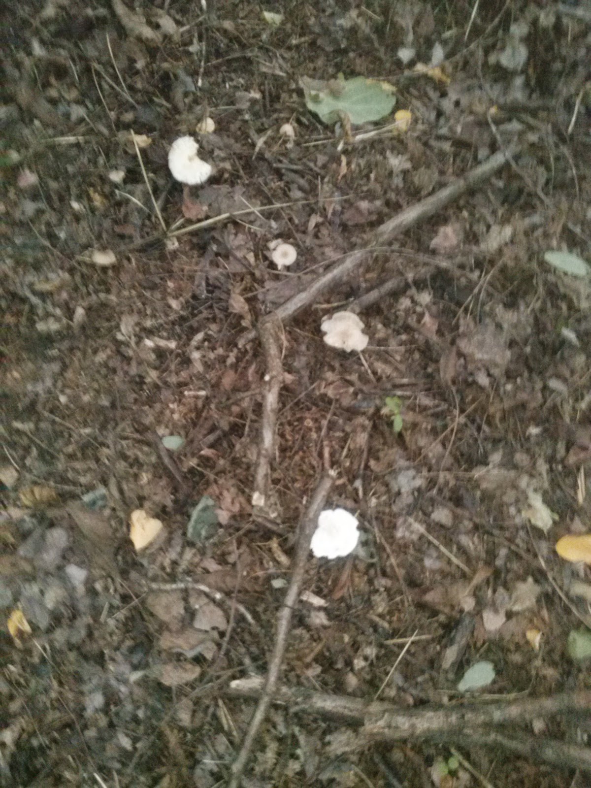 Useroses Natur Leben Kunst September 2014