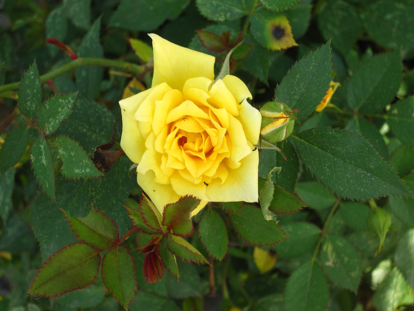 Enjoying My Garden Flowers of Ukraine...