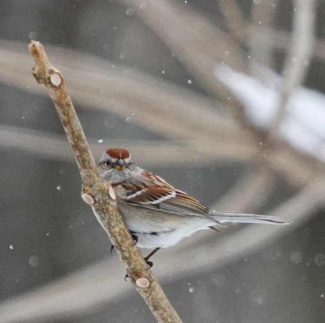 American sparrow