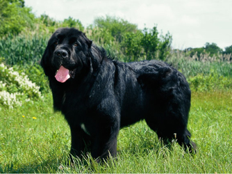 Lewis And Clark Dog Name Lewis And Clark Dog Name