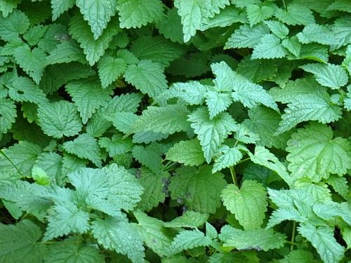 My New Life In Burgenland Stinging Nettle Is Far More Than Just A